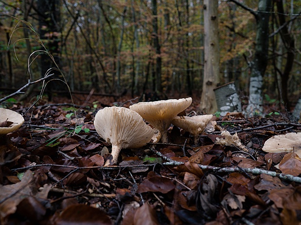 'Min skov' og svampe